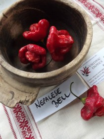 Nepáli harang - Csípős paprika ritkaságok az Egzotikus Növények Stúdiója kínálatában
